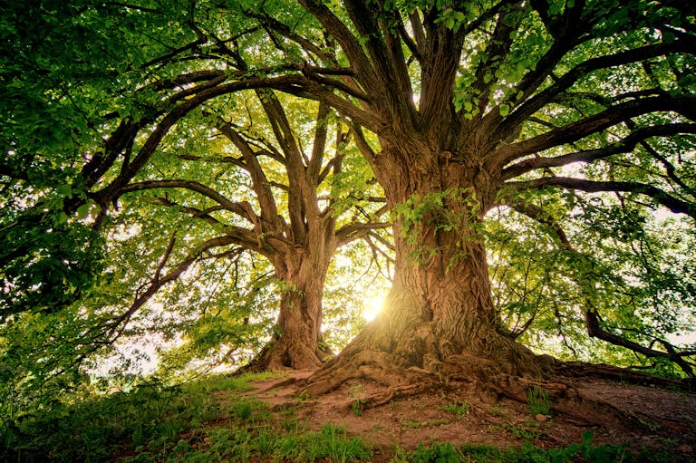 Sunlight filters through the branches of towering oak trees in a serene forest setting.